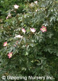 Rosa glauca